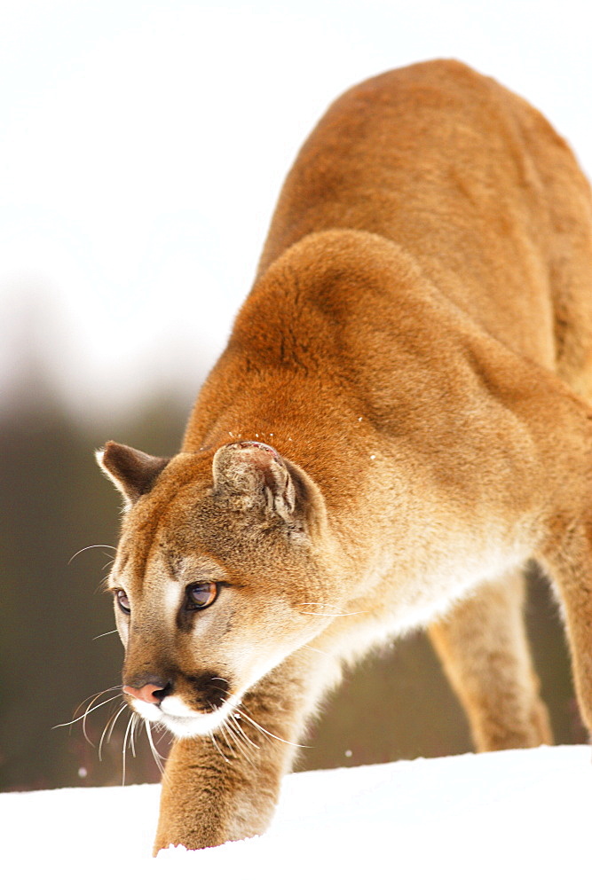 Cougar Hunting