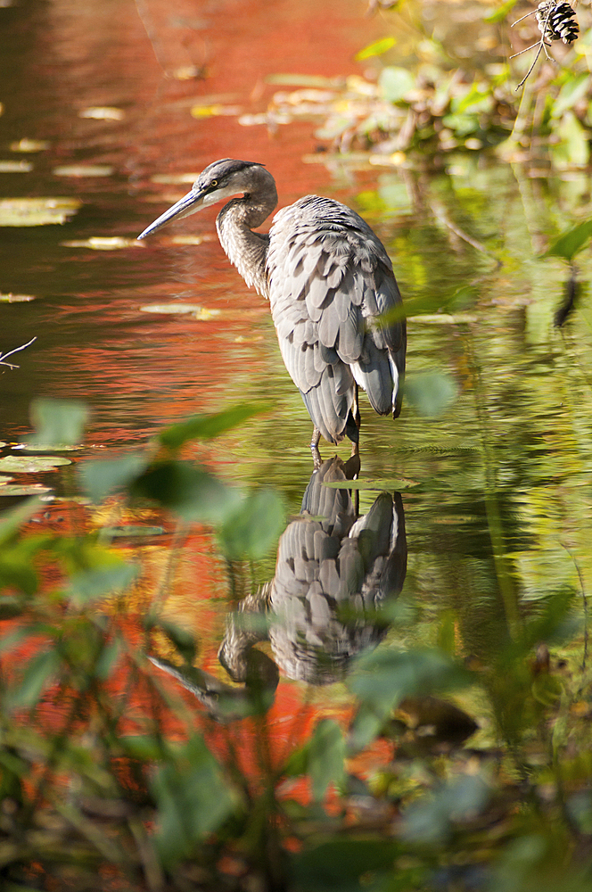 A great blue heron, Ardea herodias, fishing in a pond in fall., Cambridge, Mt. Auburn Lake, Massachusetts