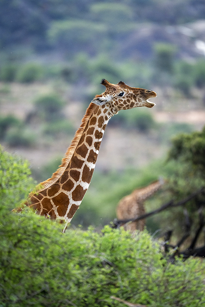 Reticulated giraffe (Giraffa camelopardalis reticulata) stands behind bush opening mouth, Segera, Laikipia, Kenya