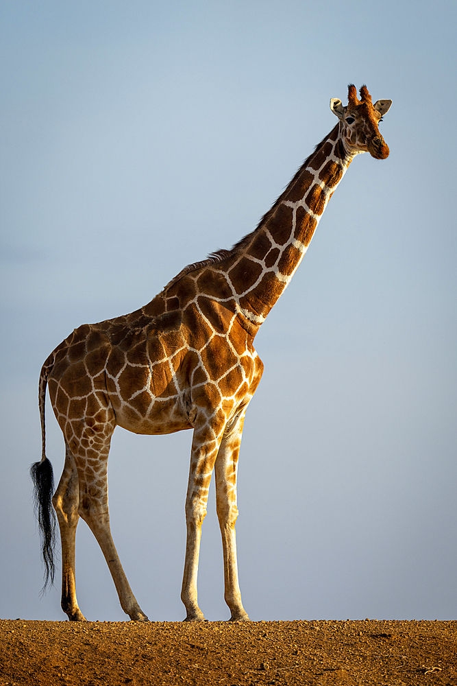 Reticulated giraffe (Giraffa camelopardalis reticulata) stands on dam turning head towards the camera, Segera, Laikipia, Kenya