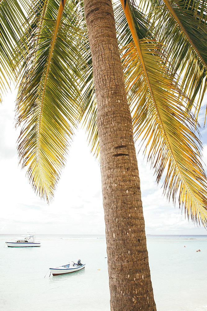 Close-up of palm tree with people swimming and boats moored close to shore on the pristine white sand beach at the small village of Worthing, Worthing, Barbados, Caribbean