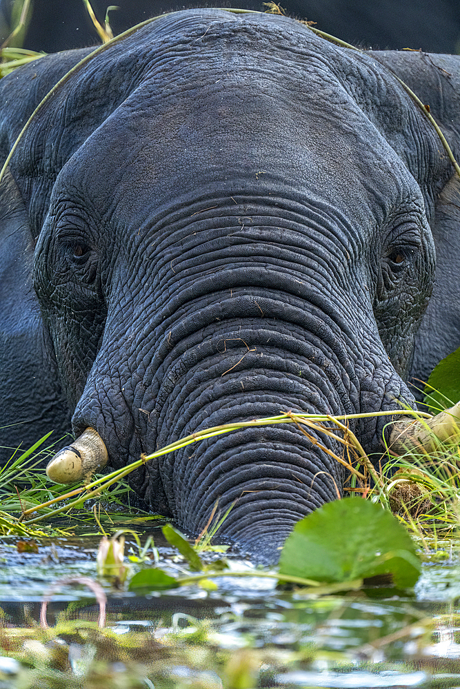 Close-up of African elephant (Loxodonta africana) feeding in river in Chobe National Park, Botswana