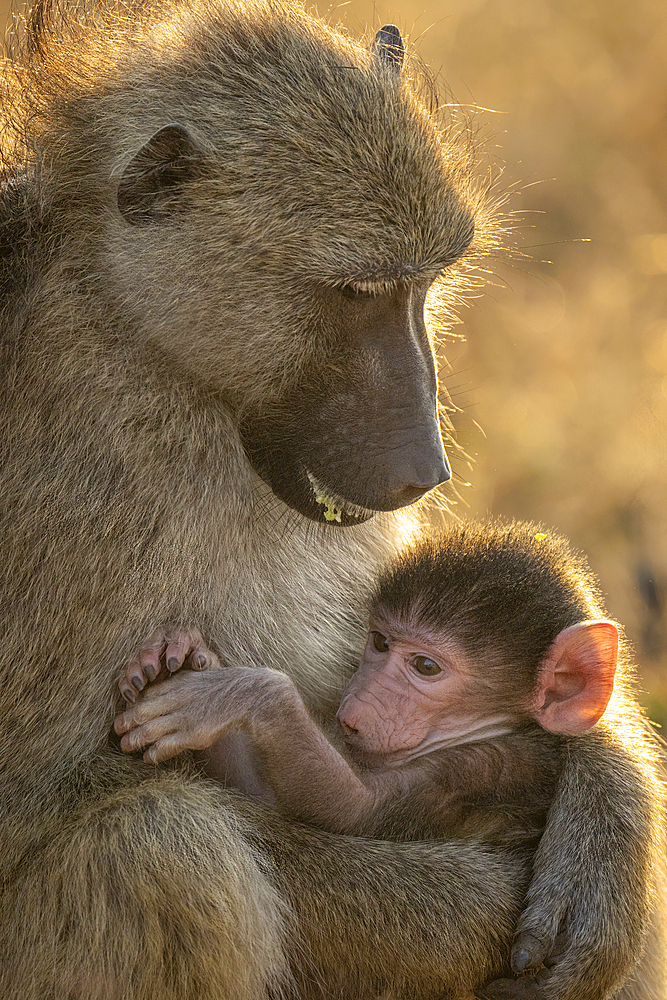 Close-up of Chacma baboon (Papio ursinus) sitting holding baby in Chobe National Park, Botswana