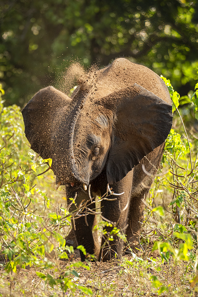 Young African elephant (Loxodonta africana) throwing sand over head in Chobe National Park, Botswana