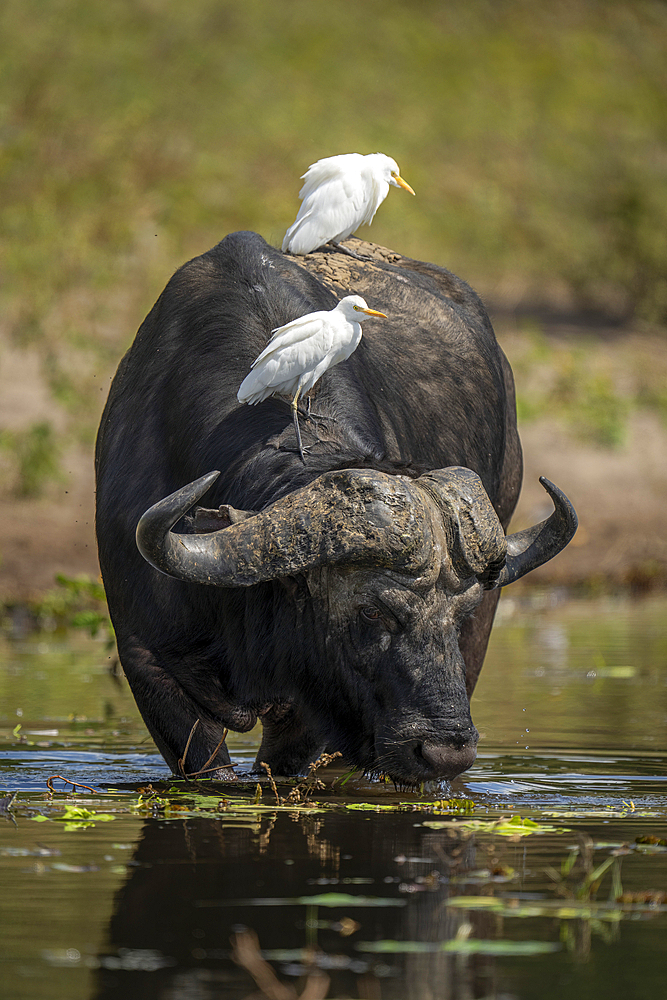 Portrait of a Cape Buffalo (Syncerus caffer) drinking from river carrying two cattle egrets (Bubulcus ibis) on its back in Chobe National Park, Chobe, Botswana