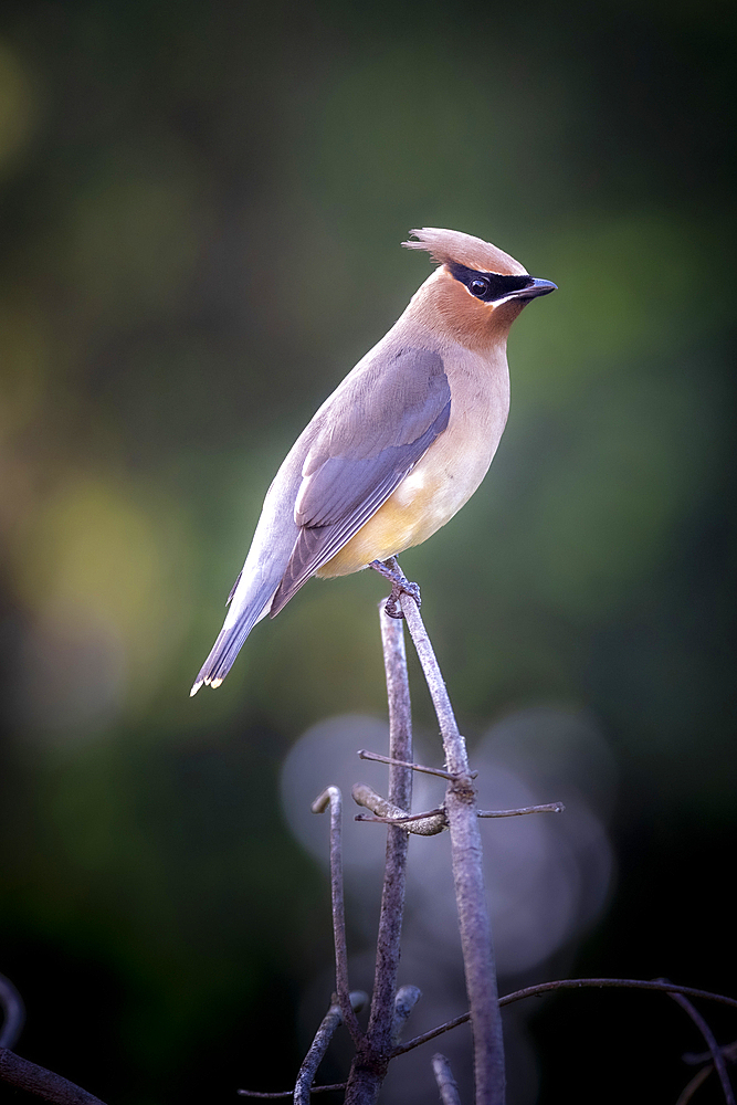 Close-up portrait of a female Bohemian waxwing (Bombycilla garrulus) perched on a twig, Olympia, Washington, United States of America