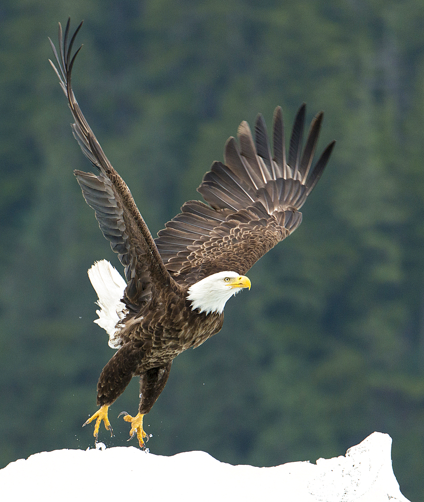 Bald eagle (Haliaeetus leucocephalus) takes flight from a snowy mound near Petersburg, Inside Passage, Alaska, USA, Alaska, United States of America