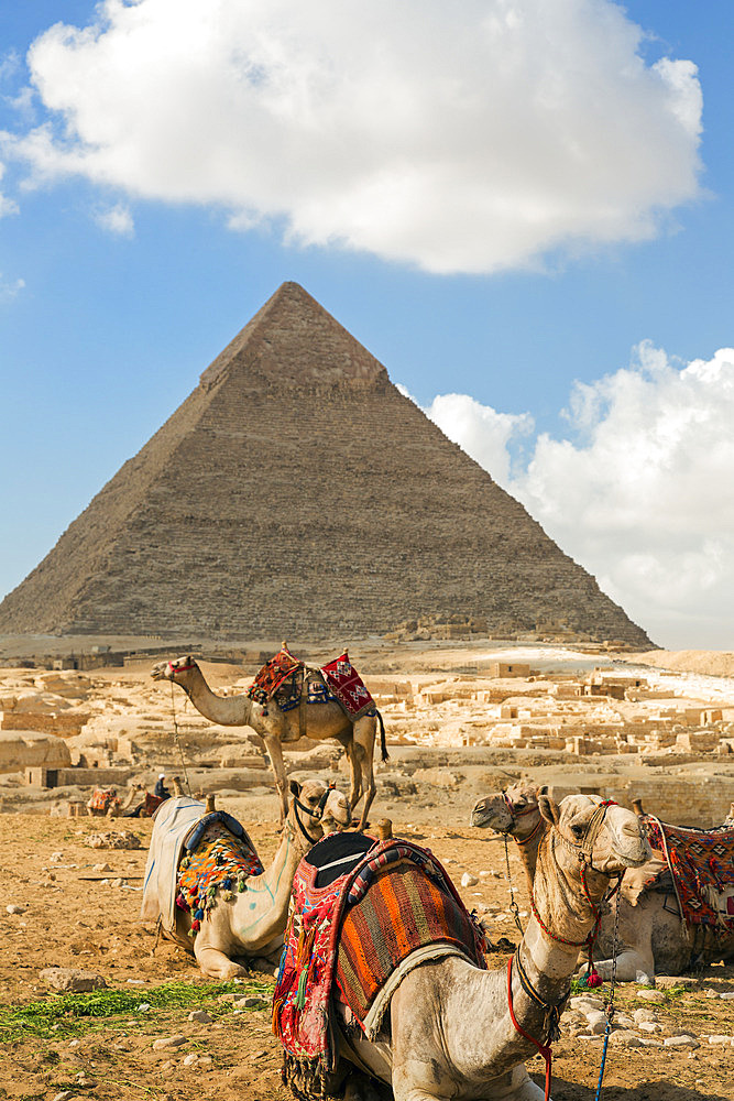 Camels with colorful saddles waiting for tourists with the Great Pyramid of Giza in the Distance, Giza, Cairo, Egypt