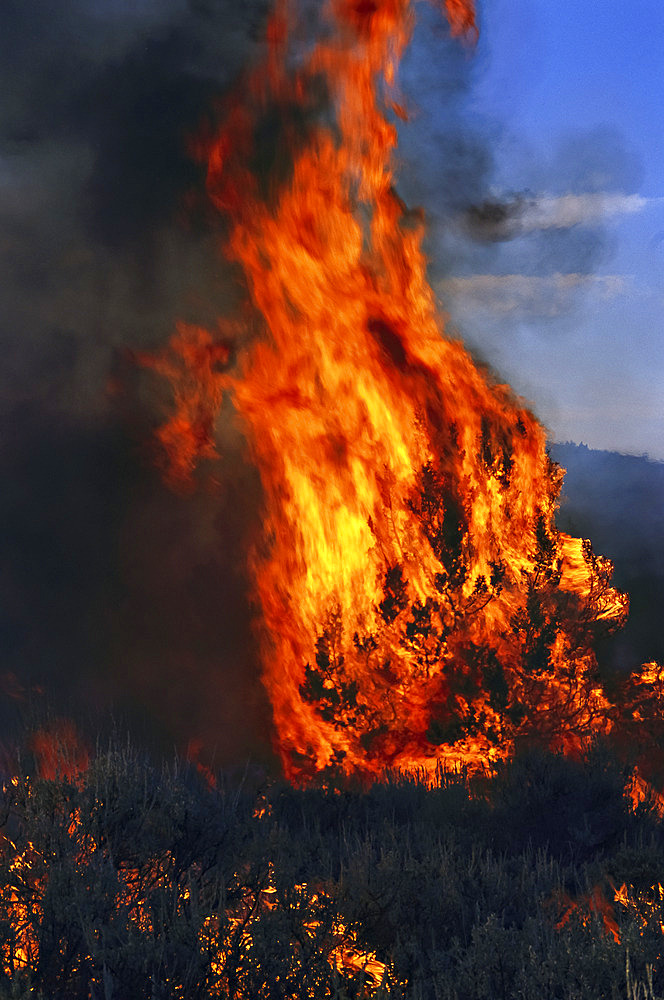 Flames from a prescribed fire burn juniper trees and sagebrush. The controlled burn is set to reduce dry brush that susceptible to the growing number of wild fires in the American West, Oregon, United States of America