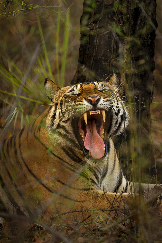 Close-up of a Bengal tiger (Panthera tigris tigris) lying in the forest, widely yawning, Madhya Pradesh, India