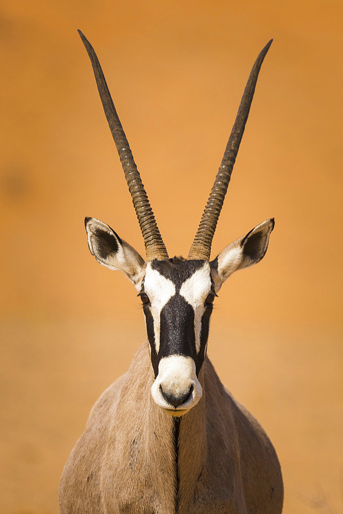 Close-up portrait of an Oryx (Oryx gazella) or Gemsbok, Kalahari National Park, South Africa