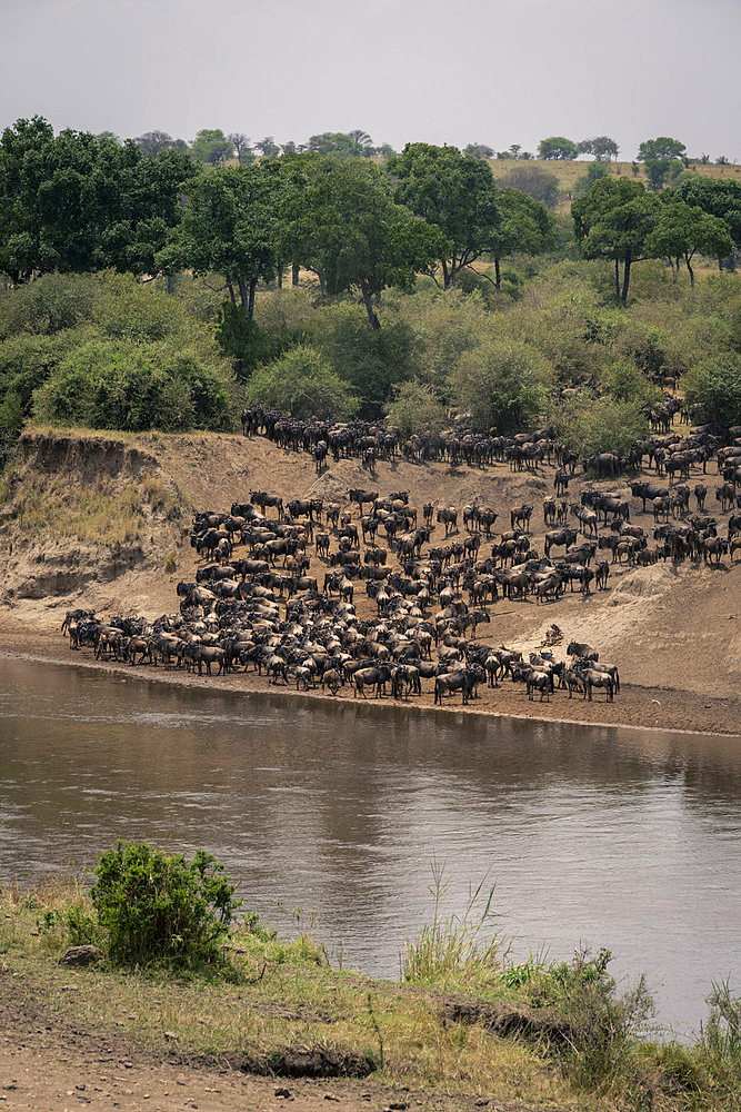 Blue wildebeest (Connochaetes taurinus) gather on riverbank near trees in Serengeti National Park on a sunny day, Tanzania