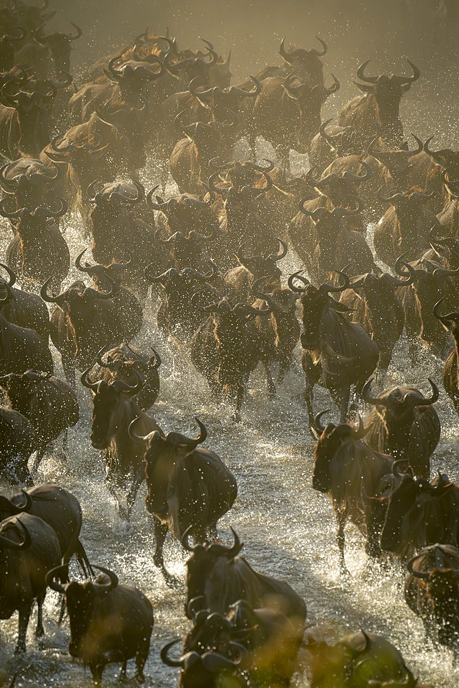 Blue wildebeest (Connochaetes taurinus) herd traverses stream in dust in Serengeti National Park, Tanzania