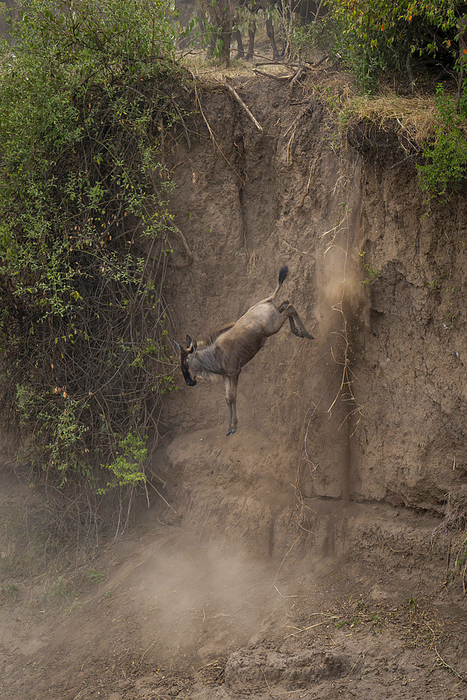 Blue wildebeest (Connochaetes taurinus) jumps off a cliff near a leafy bush in Serengeti National Park. It has a brown coat, and its head and the tip of its tail are black, Tanzania