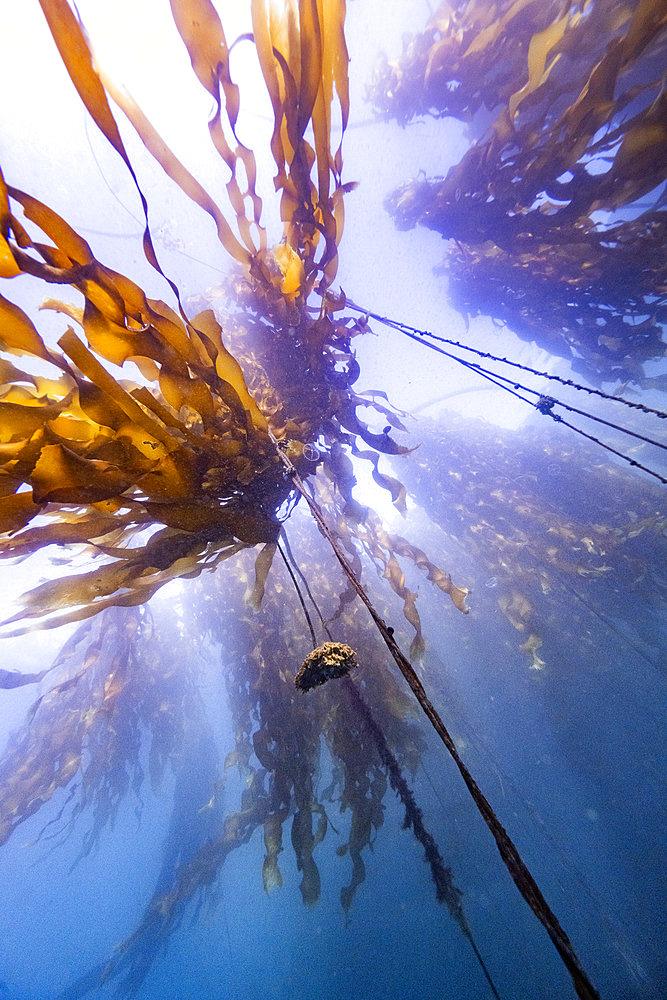 Ribbons of seaweed floating in ocean water, Vancouver Island, British Columbia, Canada