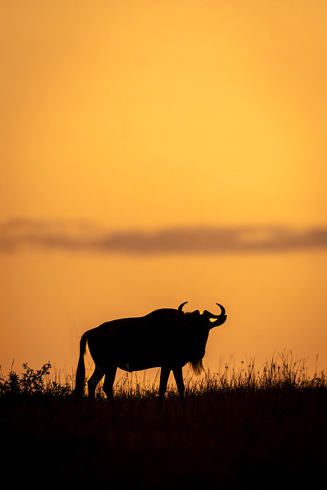 Blue wildebeest (Connochaetes taurinus) walks across horizon at sunrise in Serengeti National Park, Tanzania