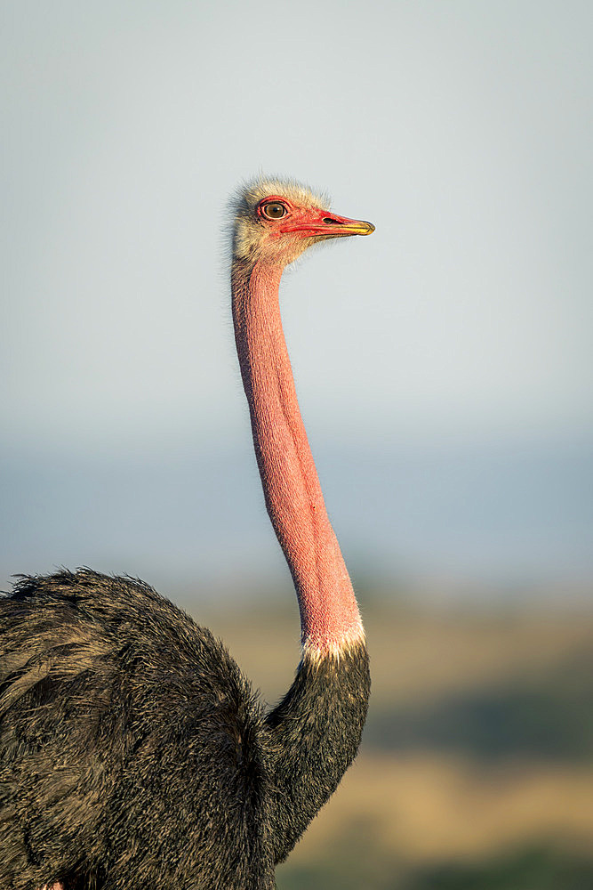 Close-up of male common ostrich (Struthio camelus) in profile in Serengeti National Park, Tanzania