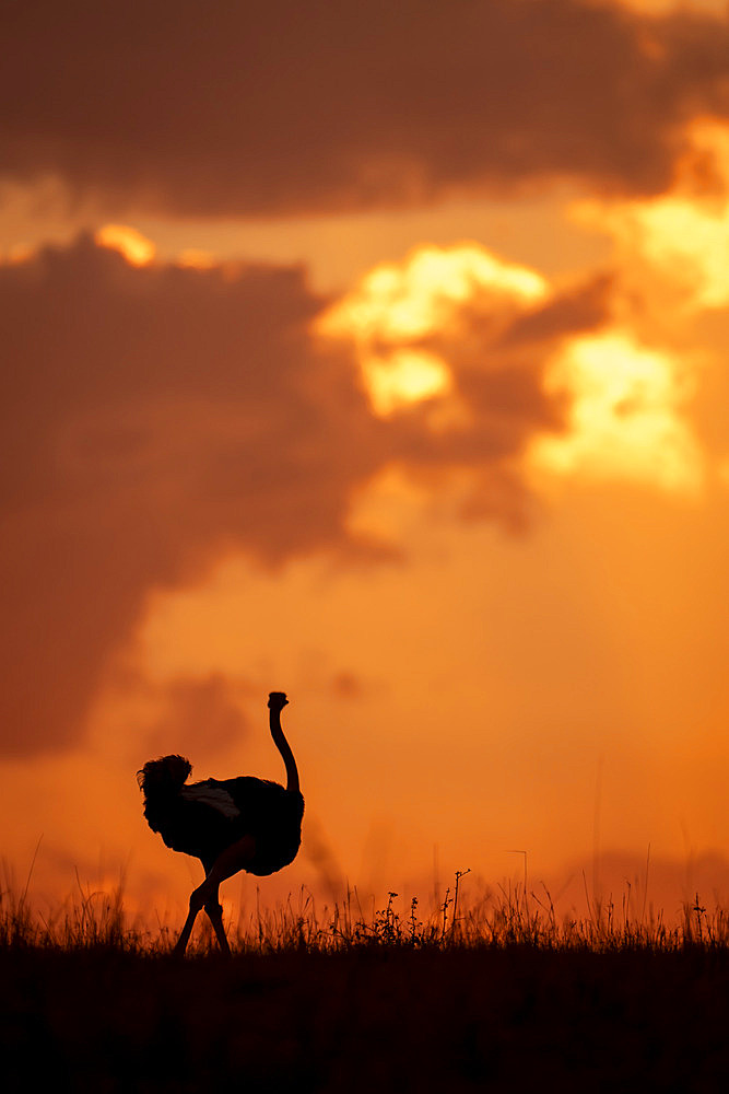 Male common ostrich (Struthio camelus) walking silhouetted on horizon in Serengeti National Park, Tanzania