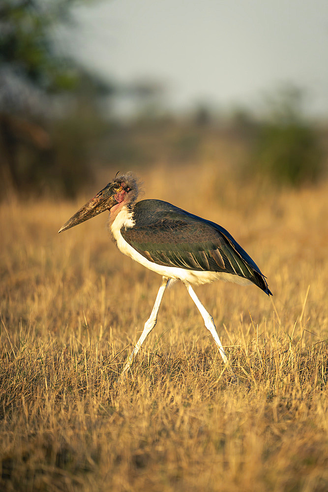 Marabou stork (Leptoptilos crumenifer) walks across savannah in sunshine in Serengeti National Park, Tanzania