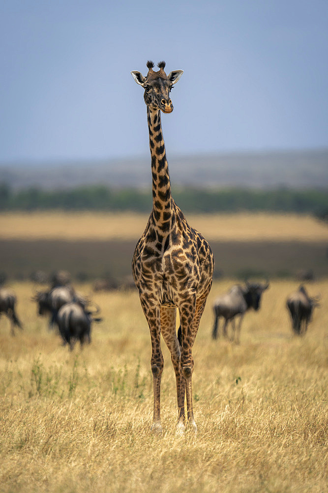 Masai giraffe (Giraffa tippelskirchi) stands on plain with wildebeest (Connochaetes taurinus) in Serengeti National Park, Tanzania