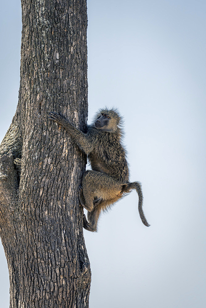 Olive baboon (Papio anubis) climbs tree trunk watching camera in Serengeti National Park, Tanzania