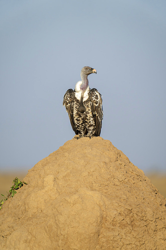 Ruppell's vulture (Gyps rueppelli) turning head on termite mound in Serengeti National Park, Tanzania