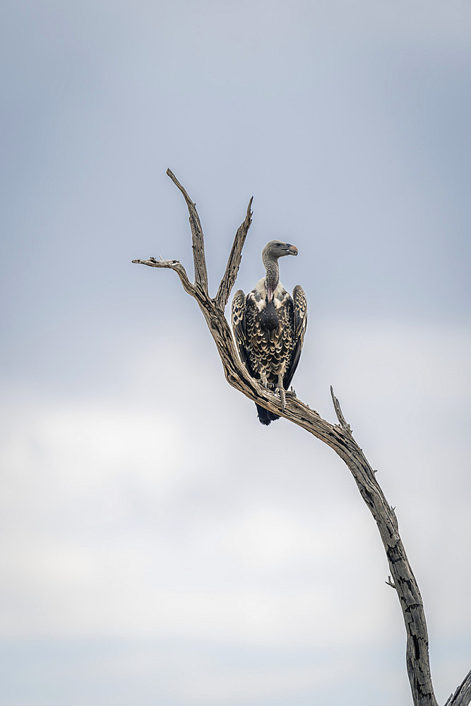 Ruppell's vulture (Gyps rueppelli) turns head on dead branch in Serengeti National Park, Tanzania