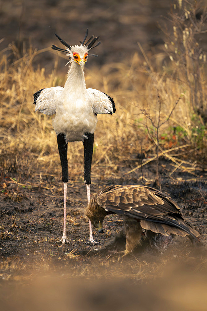 Secretary bird (Sagittarius serpentarius) and tawny eagle (Aquila rapax) with kill in Serengeti National Park, Tanzania