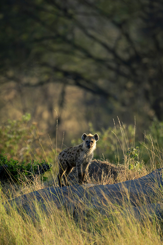 Spotted hyena (Crocuta crocuta) stands on kopje watching camera in Serengeti National Park, Tanzania