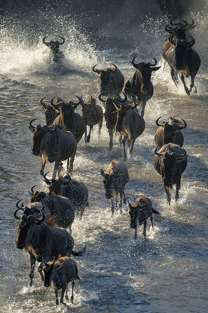 Stream of blue wildebeest (Connochaetes taurinus) gallop across stream in Serengeti National Park, Tanzania