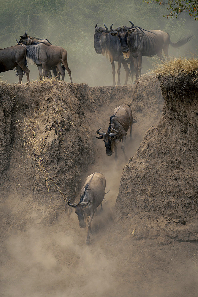 Two blue wildebeest (Connochaetes taurinus) go down a steep, dirt riverbank gulley while others stand watching on the edge, Serengeti National Park, Tanzania, Africa