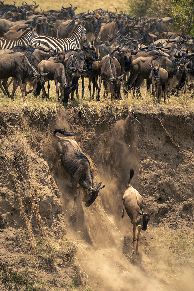 Two blue wildebeest (Connochaetes taurinus) jump off sandy cliff while others stand watching on the edge, Serengeti National Park, Tanzania, Africa