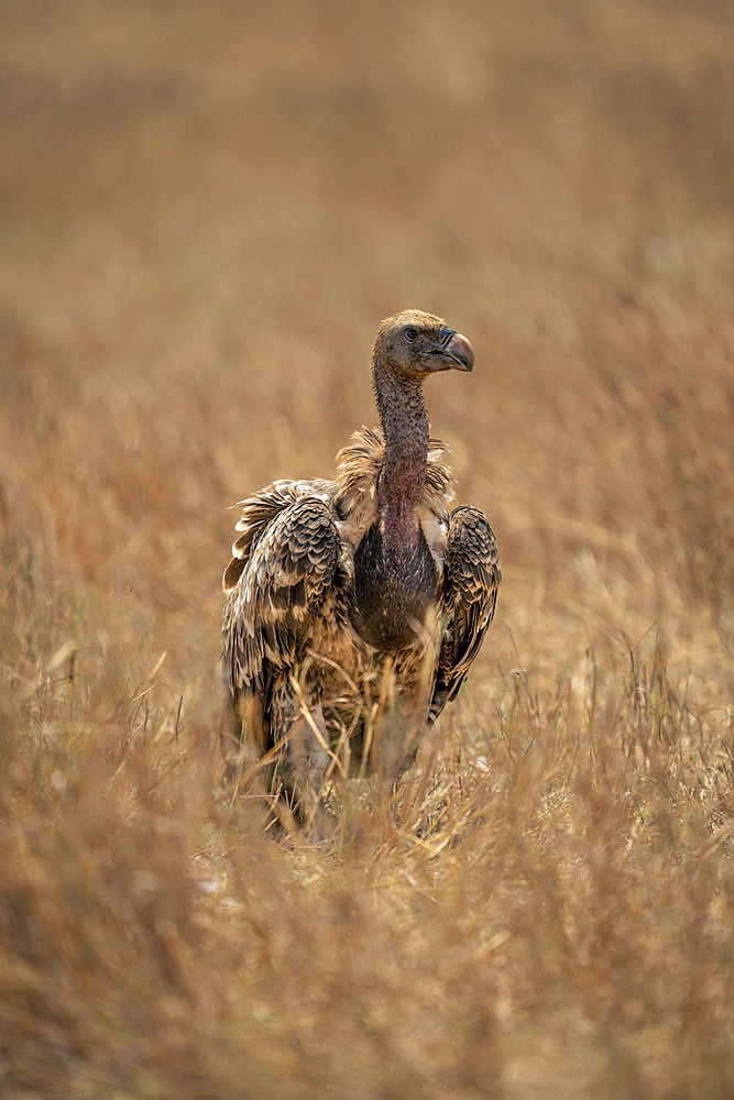 White-backed vulture (Gyps africanus) turns head in long grass in Serengeti National Park, Tanzania