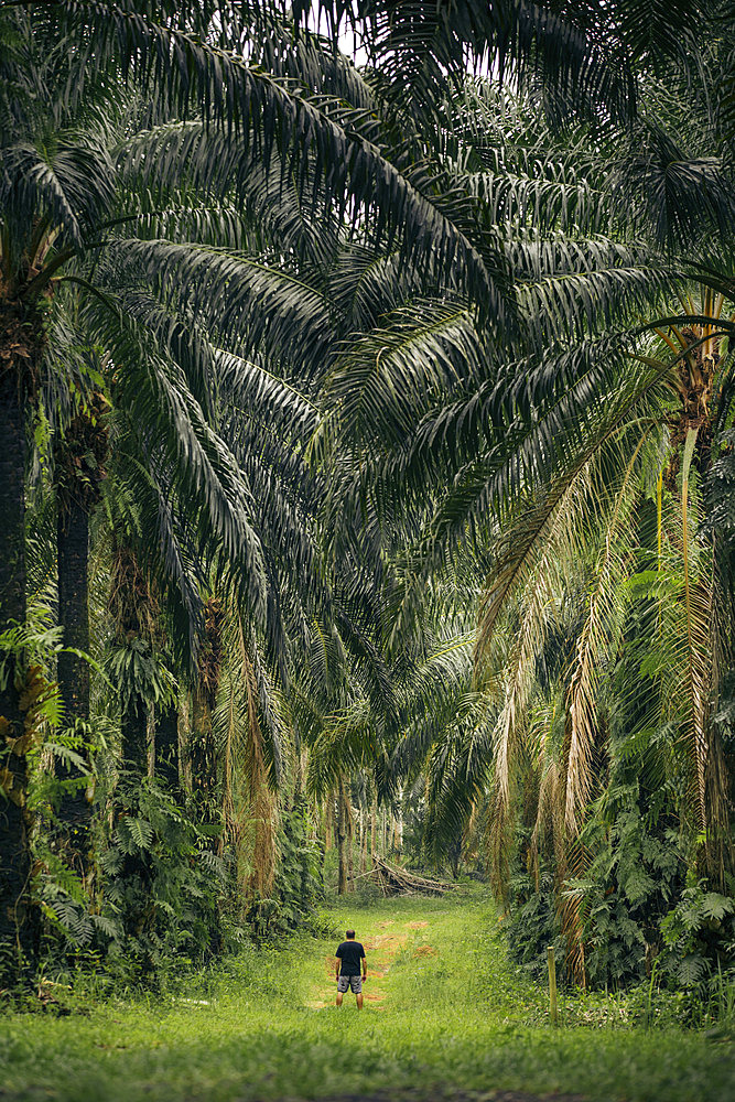 Man in the middle of a Palm Oil Plantation in Phang-Nga, Thailand, Ao Phang Nga, Phang-nga, Thailand