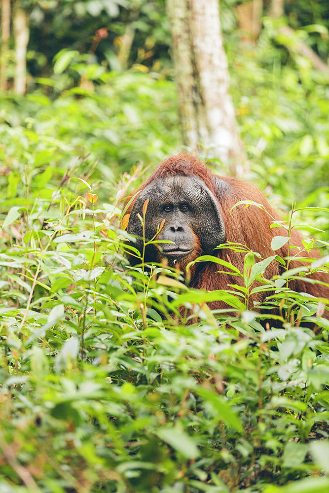 Ape peeking out behind the foliage in the forest of Mount Halimun Salak National Park in Indonesia, West Java, Indonesia