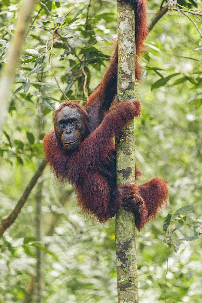 Ape hanging on a tree trunk in the rainforest of Mount Halimun Salak National Park in Indonesia, West Java, Indonesia