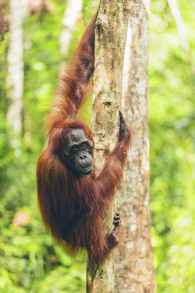 Orangutan (Pongo species) in a tree in Tanjung Puting National Park, Central Kalimantan, West Kotawaringin Regency, Indonesia