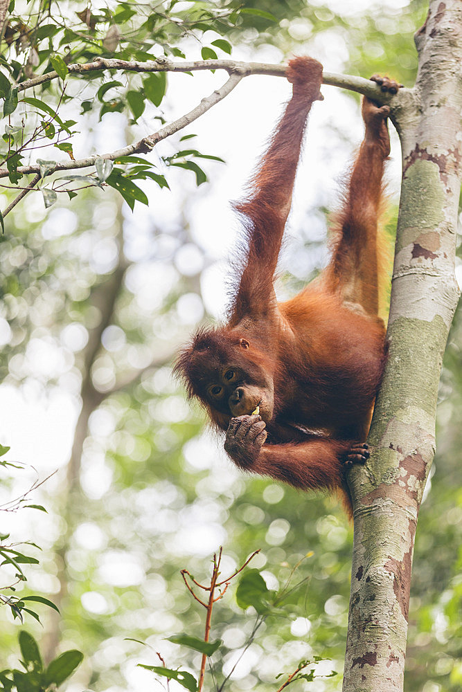 Orangutan (Pongo species) hanging sideways from a tree branch and eating a banana in Tanjung Puting National Park, Central Kalimantan, West Kotawaringin Regency, Indonesia