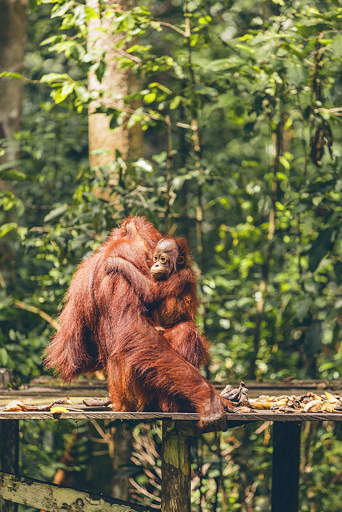 Orangutan (Pongo species) adult and young embracing while resting on a wooden board in Tanjung Puting National Park, Central Kalimantan, West Kotawaringin Regency, Indonesia