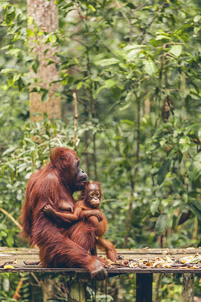 Orangutan (Pongo species) mother and baby together on a platform in Tanjung Puting National Park, Central Kalimantan, West Kotawaringin Regency, Indonesia