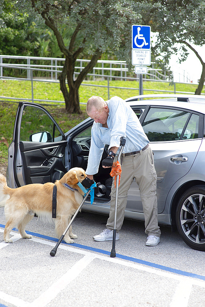 Paraplegic man with forearm crutches gets his service dog to retrieve his fallen crutch from the ground in a parking lot, Boynton Beach, Florida, United States of America