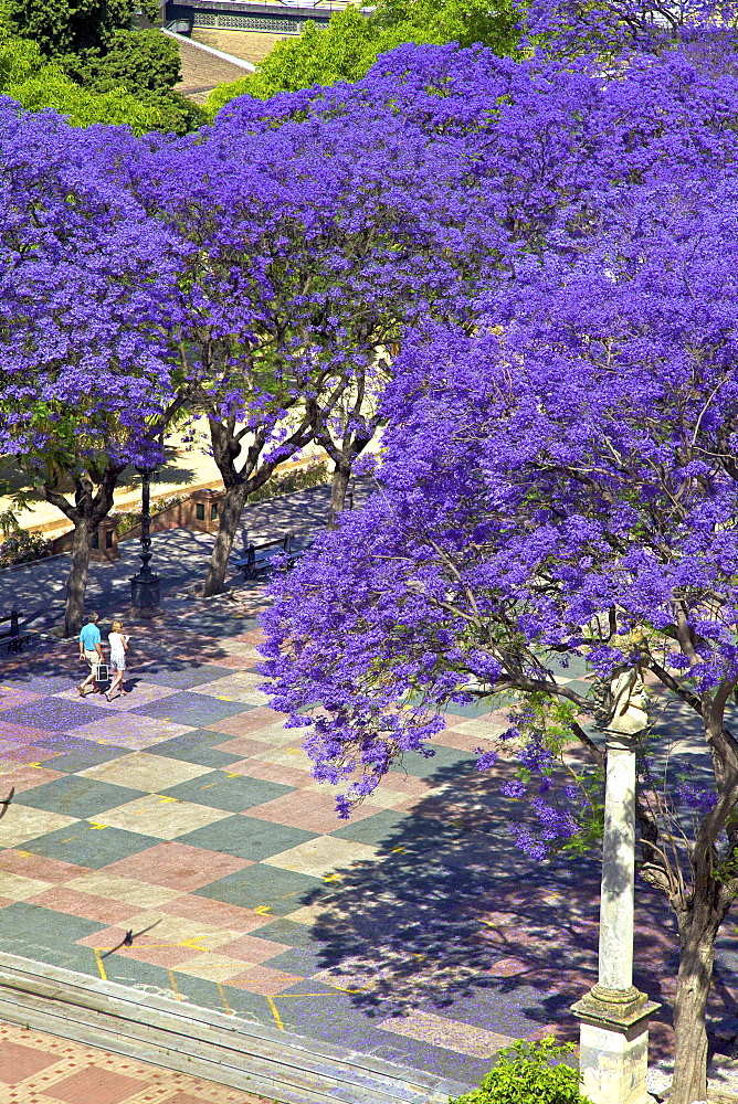 Blossoming Jacaranda trees, Alameda Vieja, Jerez de la Frontera, Cadiz Province, Andalucia, Spain, Europe