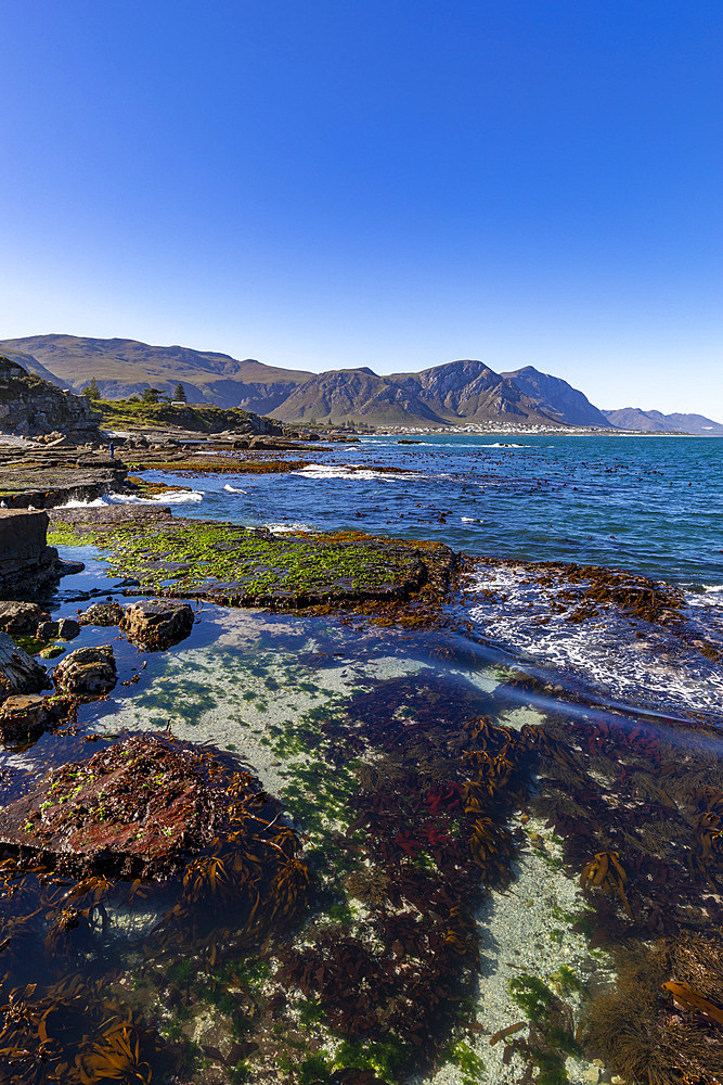 Walker Bay, Hermanus, Western Cape Province, South Africa, Africa