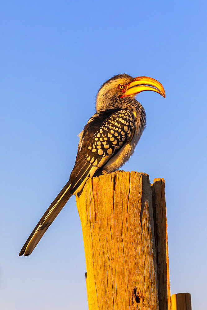 Southern yellow billed hornbill, Pilanesberg National Park, North West Province, South Africa, Africa