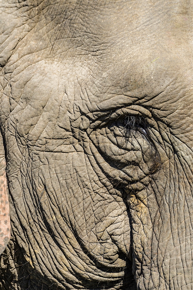 Indian elephant (Elephas maximus indicus) portrait, Kaziranga National Park, Assam, India, Asia