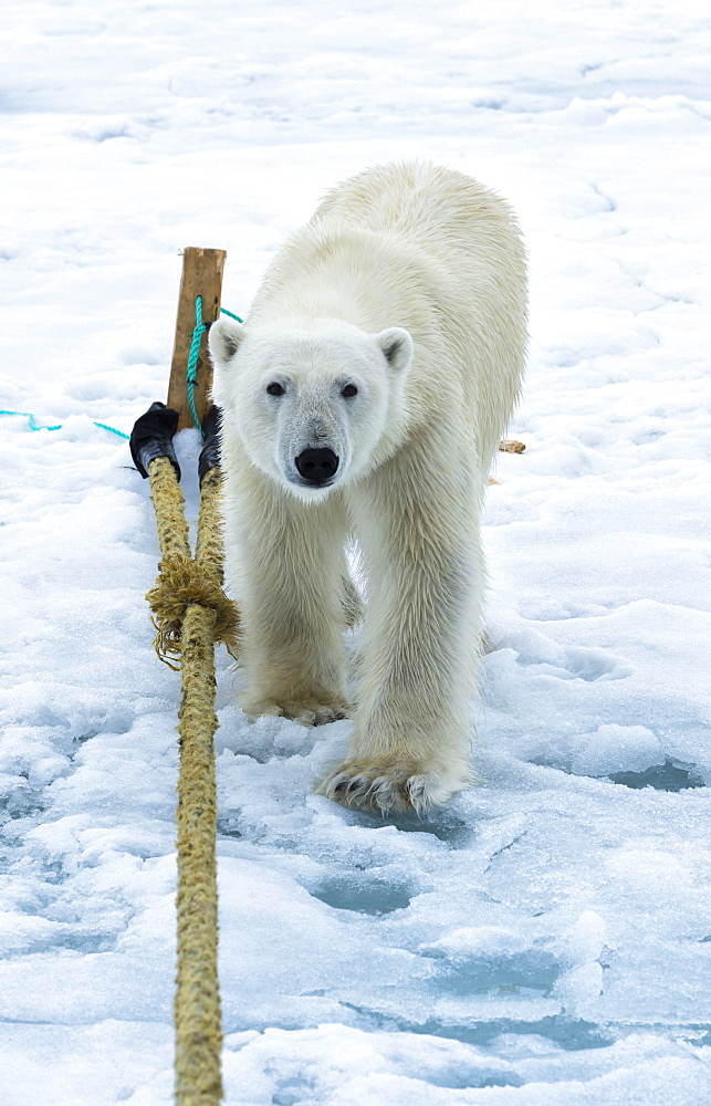 Polar Bear (Ursus maritimus) inspecting the pole of an expedition ship, Svalbard Archipelago, Arctic, Norway, Europe