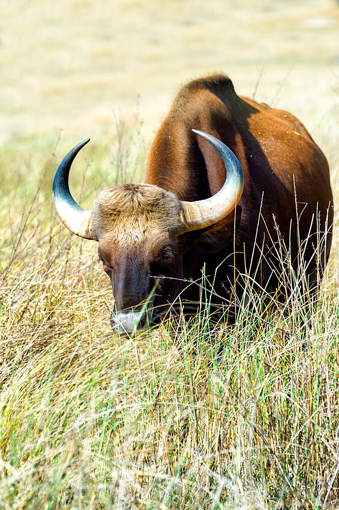 Gaur (Bos gaurus) (Indian bison), Bandhavgarh National Park, Madhya Pradesh, India, Asia