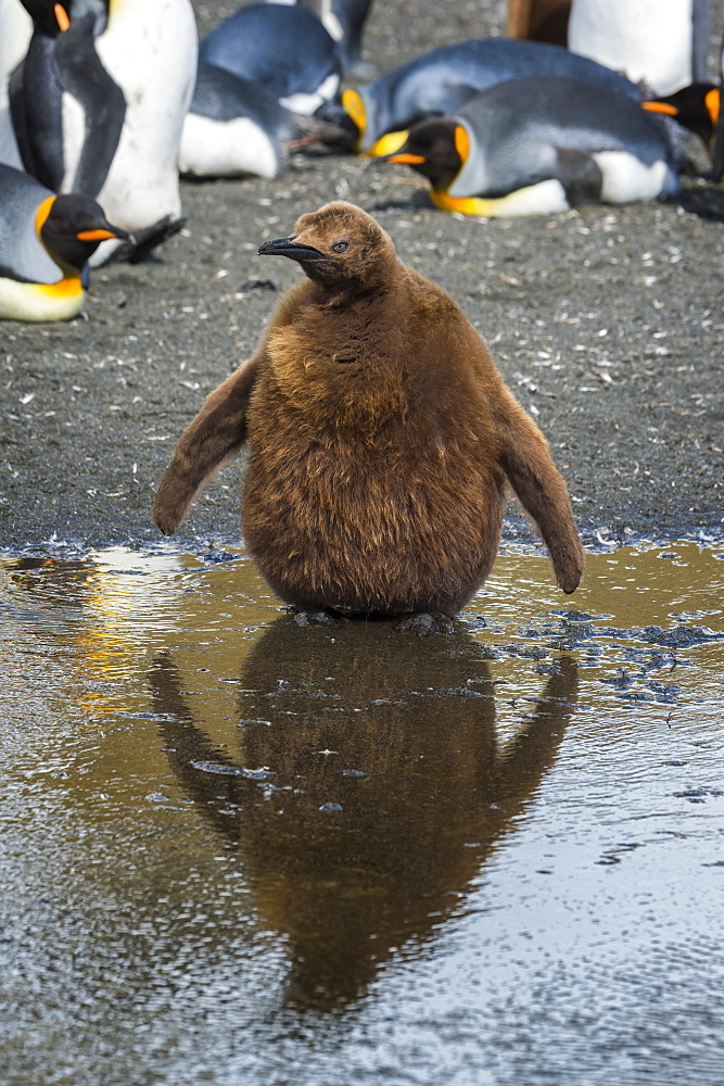 King Penguin chick (Aptenodytes patagonicus) reflected in water, Right Whale Bay, South Georgia Island, Antarctic, Polar Regions