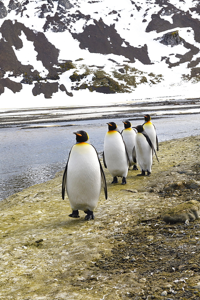 King Penguins (Aptenodytes patagonicus) on the plain of Right Whale Bay, South Georgia Island, Antarctic, Polar Regions