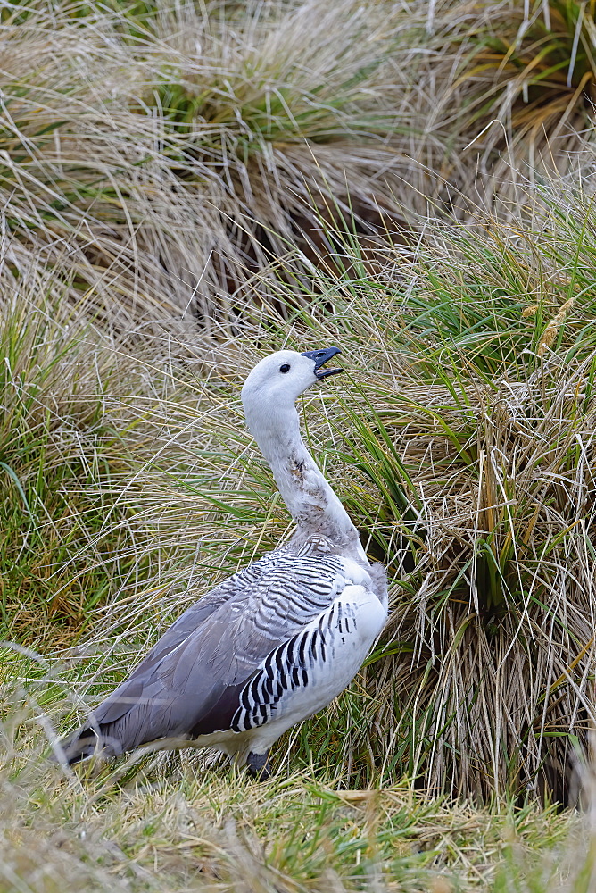 Male Upland Goose (Chloephaga picta), New Island, Island, Falkland Islands, South America